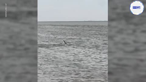 Hammerhead sighting leaves fisherman stunned