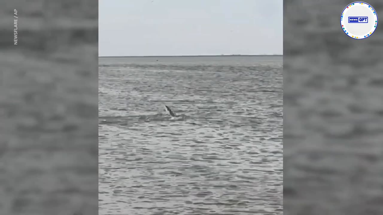 Hammerhead sighting leaves fisherman stunned