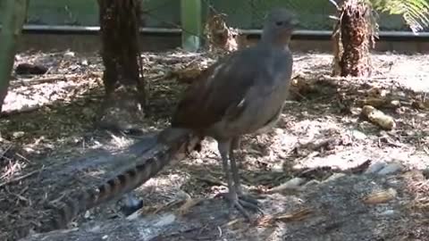 Lyre bird mimicking sounds & voices
