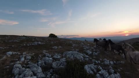 low key Aerial fpv drone shot of a herd of wild horses running on a green spring field at the sunset