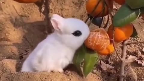 Best Funny Animal Videos of the year , funniest animals ever. relax with cute animals video