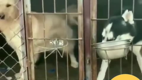 New Animals clips