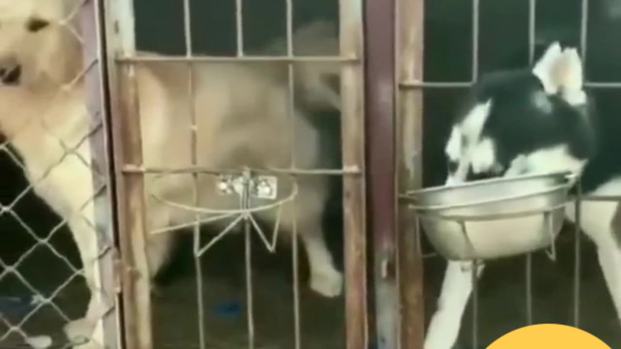 New Animals clips