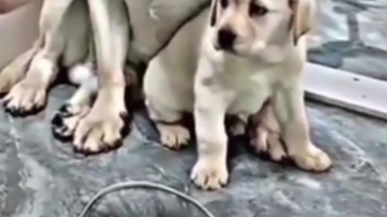 Innocent