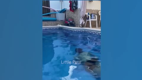 Ultimate Compilation of Viral Videos Featuring the Cutest Dogs