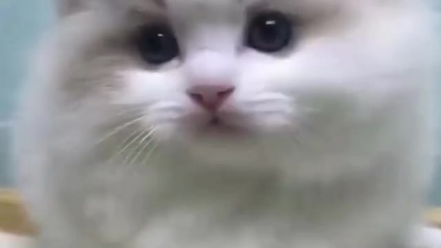 Cute looking kitten