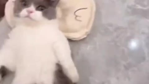 SEEPY CUTE CAT !! TRI NOT TO LAUGH!