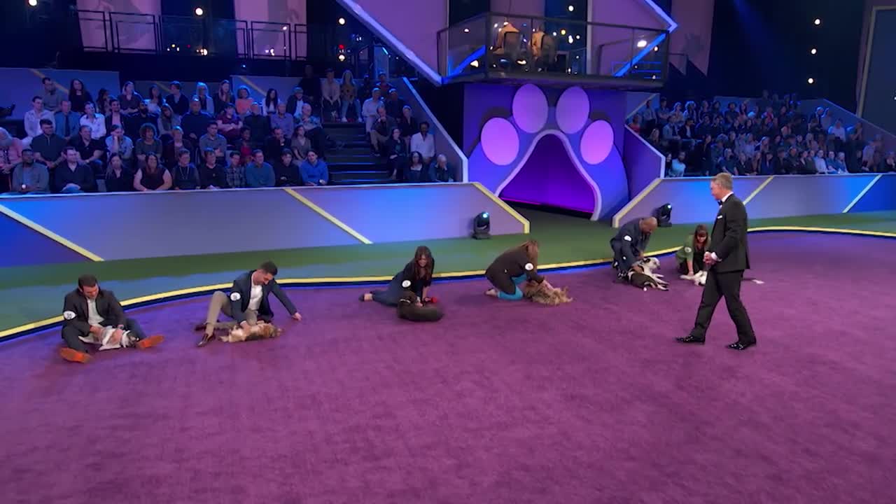 What You Can Expect From The American Rescue Dog Show