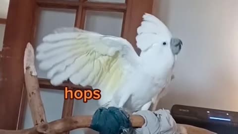 Funny Cockatoo Argues with Owner!