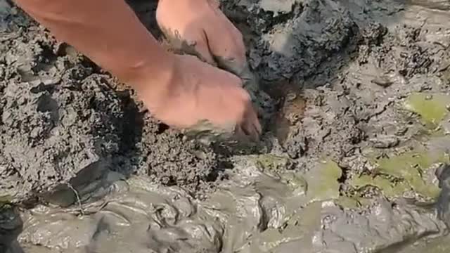 Catching Yellow Monster Eel Fish From Under Deep Mud