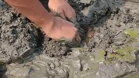 Catching Yellow Monster Eel Fish From Under Deep Mud