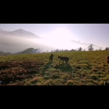 Bullterrier vs Amstaff