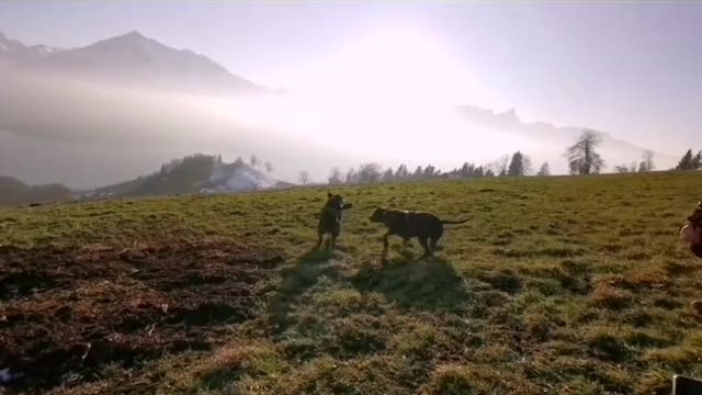 Bullterrier vs Amstaff