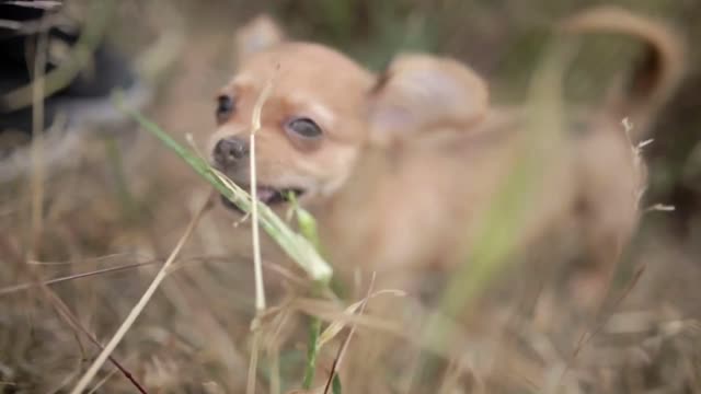 Small puppy of chihuahua for the first time on a walk and playing in nature on the field