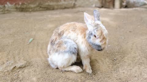 Cute and Funny Bunny Rabbit