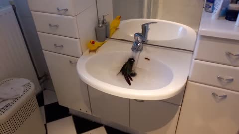 Parrots enjoying shower and playing