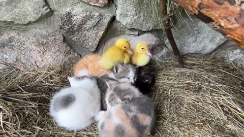 It is amazing! Mother cat feeds baby ducks as her kittens!