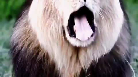 The lion opened his mouth wide