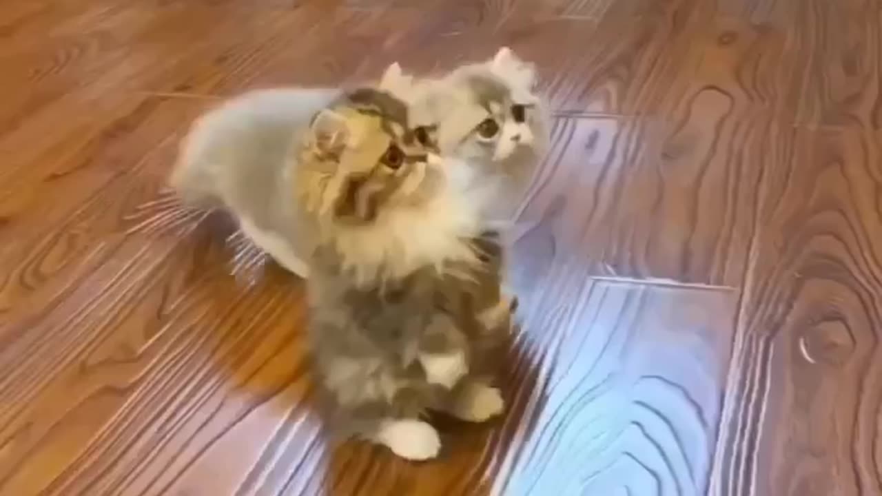 Funny pets video