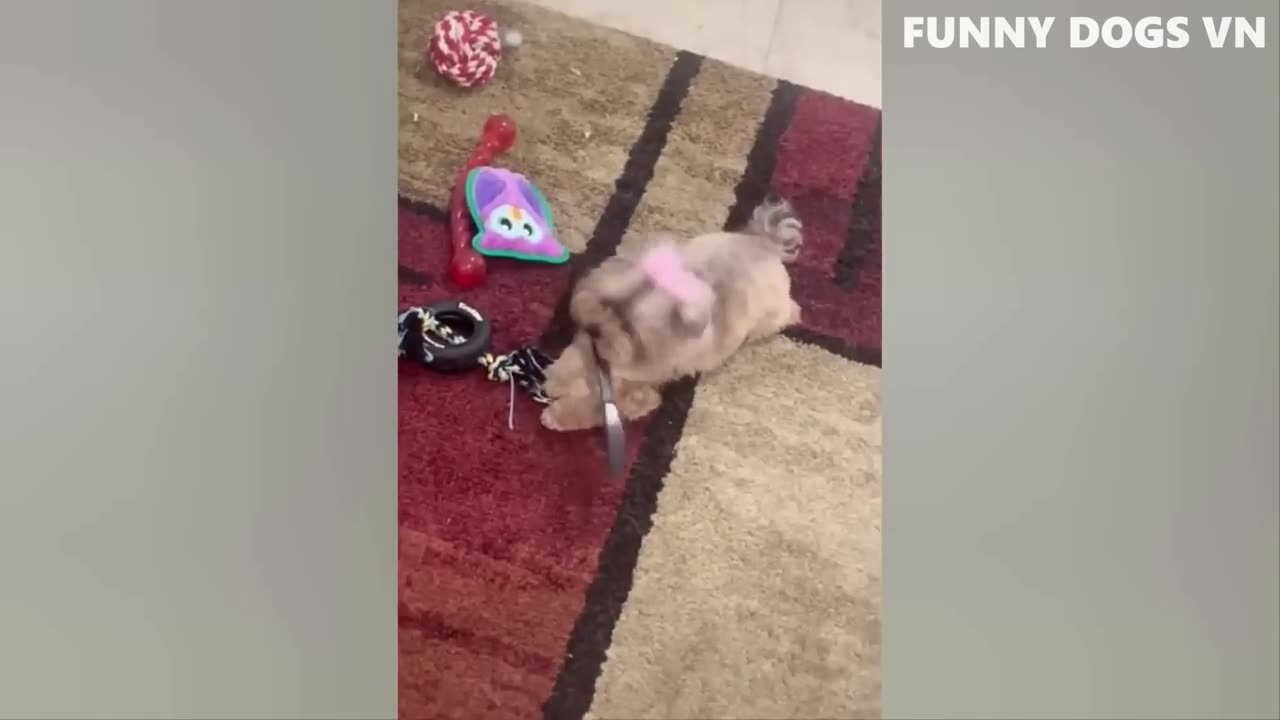 Dogs funny videos 🤣🤣🤣