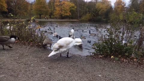 Queens Park Pond