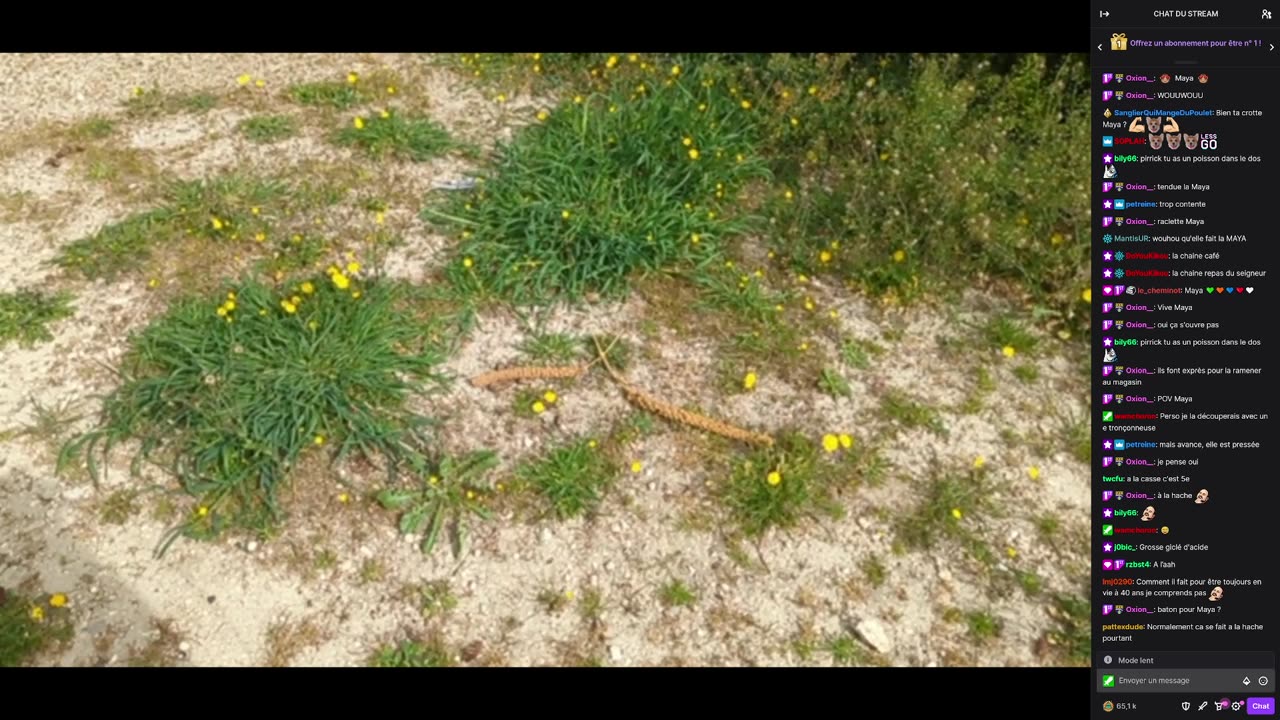 2023-04-01 (1bis.2) - Maya de sortie et poubelle de fouille - Twitch Meutemediatique (avec chat)