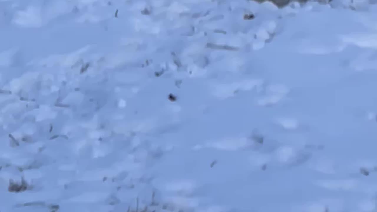 Confused Bull