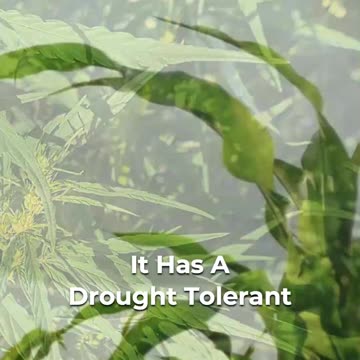 🌿 Cultivating Resilient Hemp: Breeding For Sustainability!