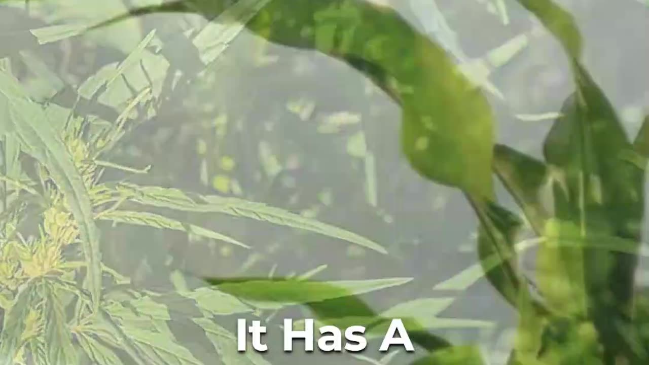 🌿 Cultivating Resilient Hemp: Breeding For Sustainability!