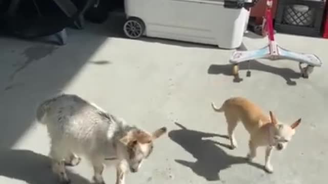 SOO CUTE - GOAT AND DOG ! #shorts