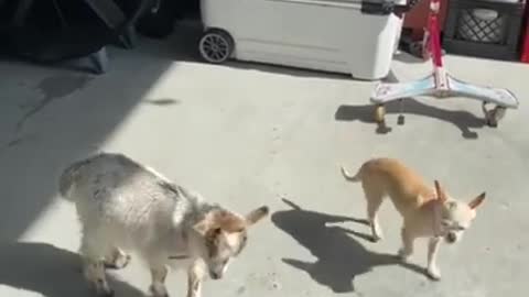 SOO CUTE - GOAT AND DOG ! #shorts