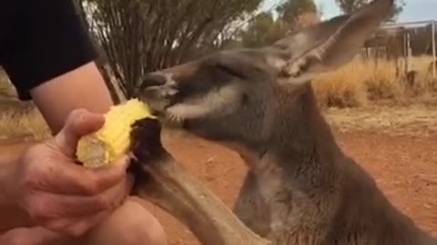 Kangaroo Loves Corn