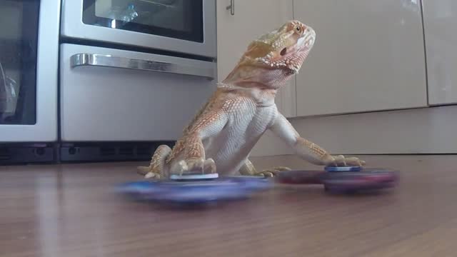 Bearded Dragon is an expert fidget spinner