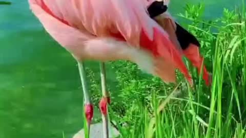 What is this bird so beautiful