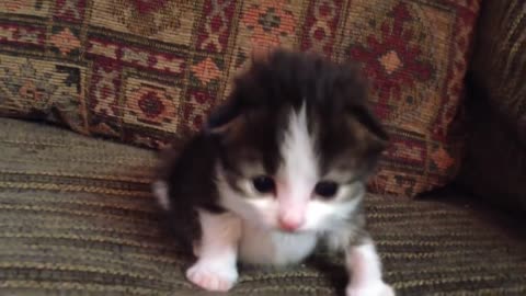 Two-Week Old Kitten Lets Out A Roar