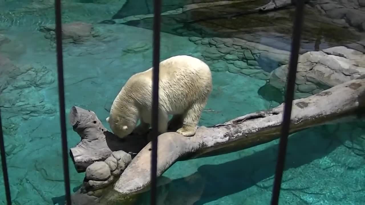 Polar bears