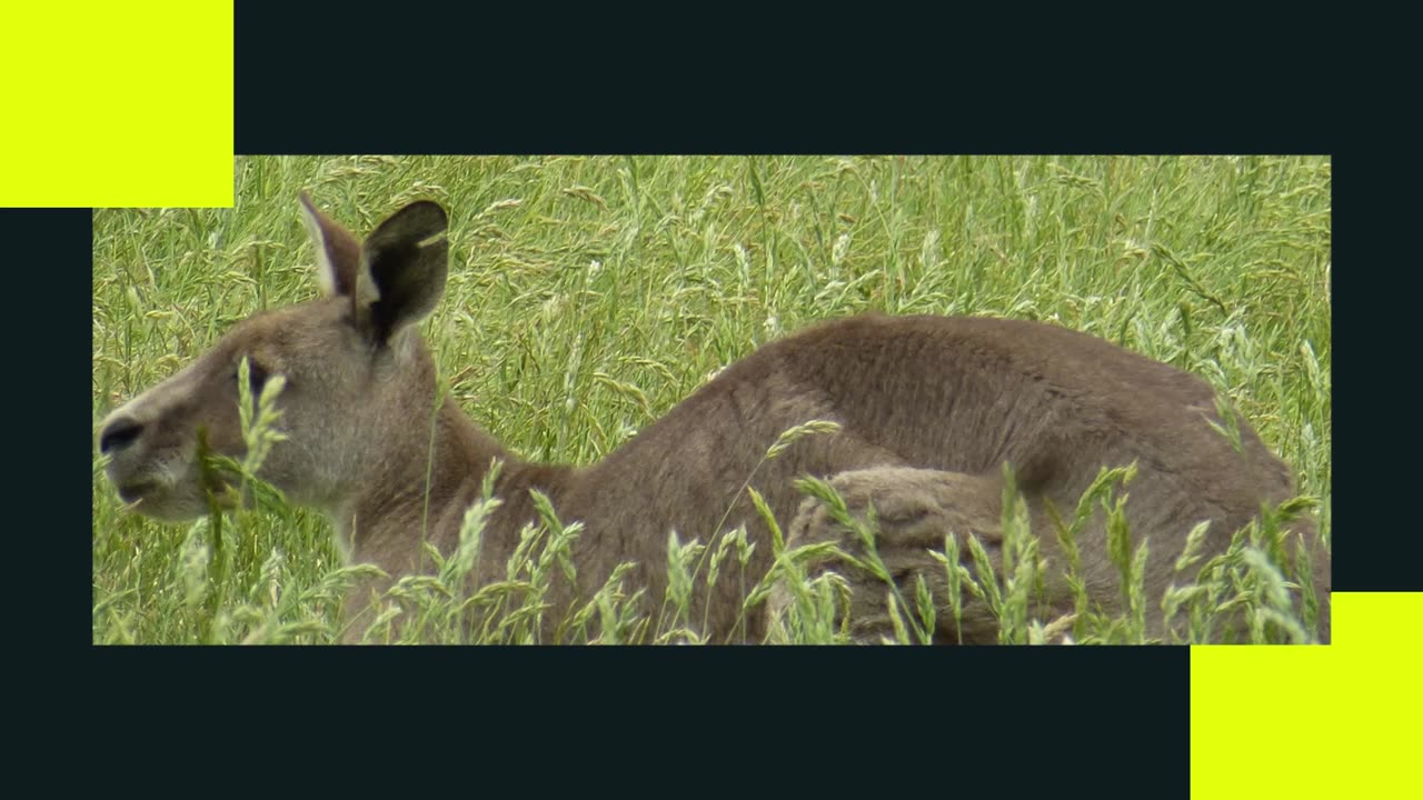 Nature DownUnder