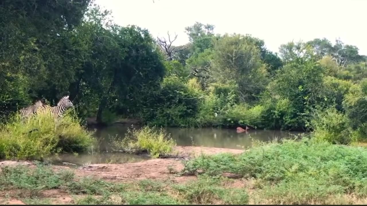 Wild dogs pull Impala out of water