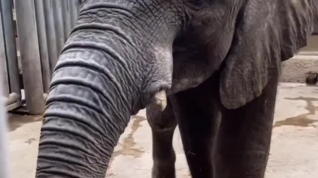 You come here! # Elephant # African elephant