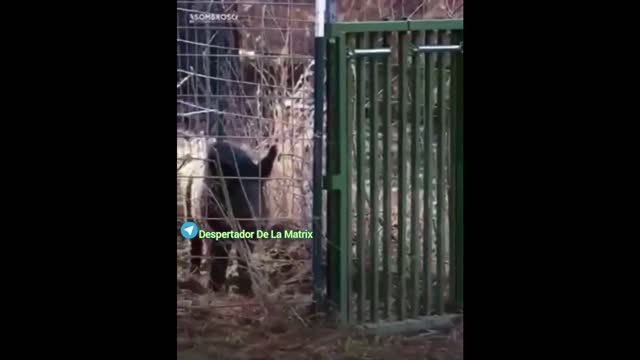 CÓMO PERDER LA LIBERTAD