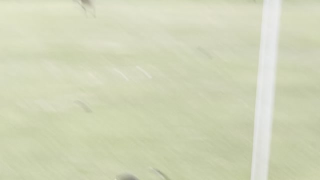 Geese rest