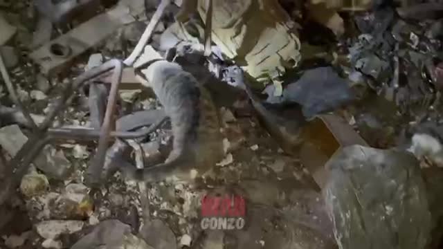 DENAZIFIED - Mayorsk x 11 🇺🇦 💀⚰️ - luckly the CAT HAS SURVIVED AND GOT RESCUED