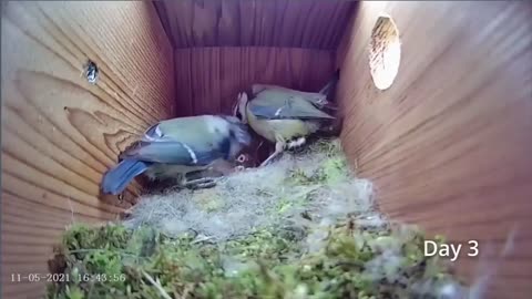 chicks in the nest