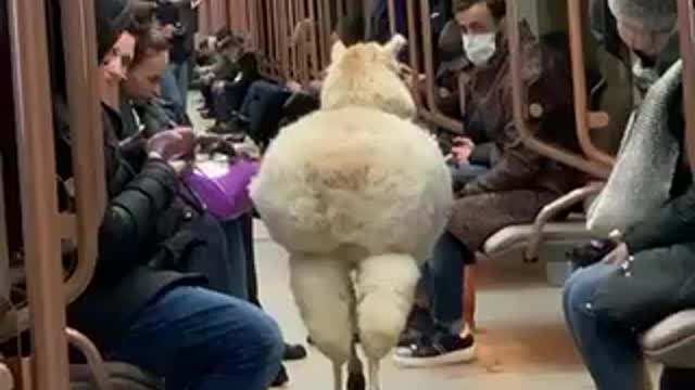 alpaca on the subway