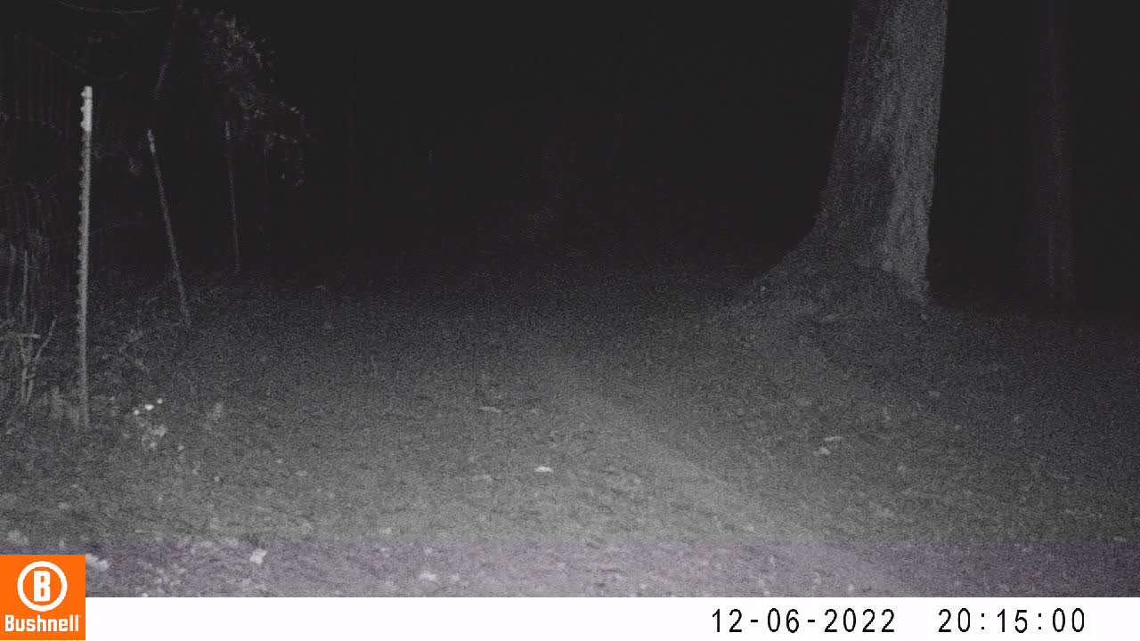 Mountain Lion Camera 2