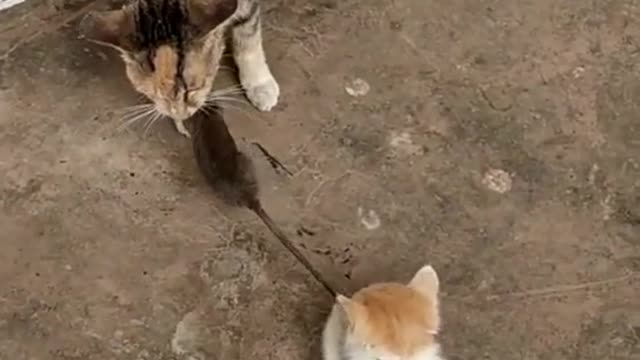 kitty want to snatch the mouse from the big cat’s mouth