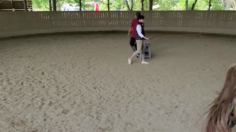 TRAINING HORSES