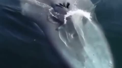 a fantastic whale in the ocean