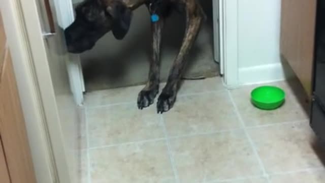 Great Dane Afraid of Cat
