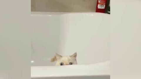Funny cats and dogs compilation
